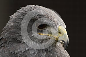 Black-chested buzzard-eagle Geranoaetus melanoleucus portrait