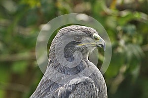 Black-chested buzzard-eagle Geranoaetus melanoleucus portrait