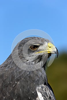 Black-Chested Buzzard-Eagle, geranoaetus melanoleucus, Portrait of Adult