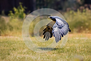 Black-chested buzzard-eagle landing on a grassy field