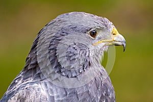 Black Chested Buzzard Eagle looking right