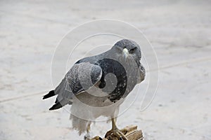 Black-chested buzzard-eagle