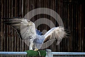 Black-chested buzzard-eagle with open wings