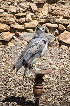 A Black Chested Buzzard Eagle on a perch