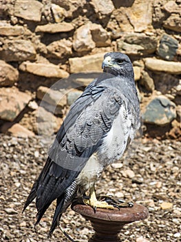 A Black Chested Buzzard Eagle on a perch