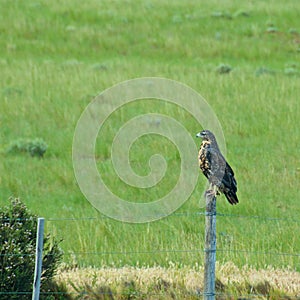 Black-chested buzzard-eagle perching on the pole in Argentina