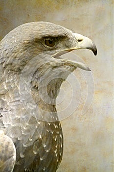 Black-chested Buzzard-Eagle portrait