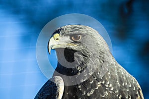 Black chested Buzzard Eagle photo