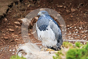 Black chested buzzard eagle sitting on a log