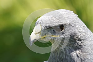 Black chested buzzard eagle in the sun