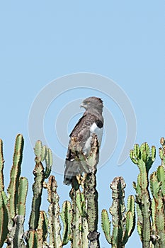 Black-chested Harrier eagle photo