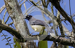 Black-chested Jay (Cyanocorax affinis) perched on a Macano tree photo