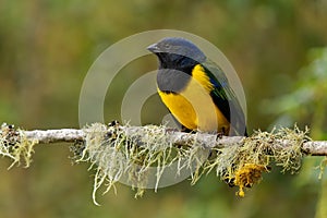 Black-chested Mountain-Tanager - Cnemathraupis eximia black and yellow bird in Thraupidae, found in Colombia, Ecuador, Peru and