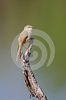 Black Chested Prinia