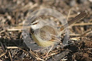 Black-chested Prinia