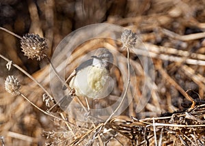 Black-chested Prinia
