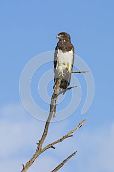 Black-chested Snake Eagle