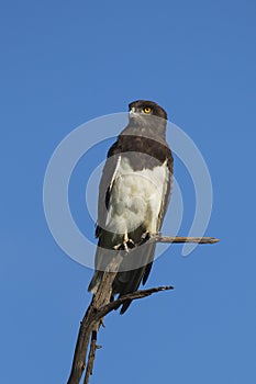 Black-chested Snake Eagle