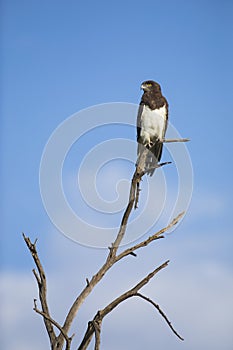 Black-chested Snake Eagle