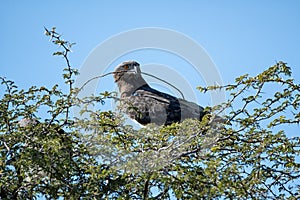 Black-chested Snake Eagle