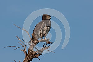 Black Chested Snake Eagle photo