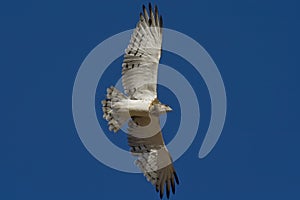 Black Chested Snake Eagle
