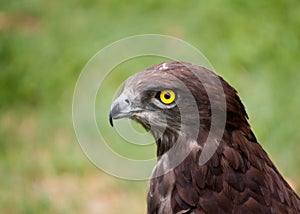 Black chested snake eagle against a lovely green b