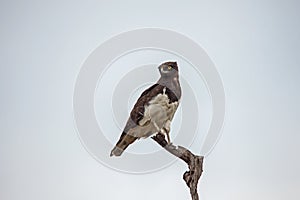 Black Chested Snake Eagle Circaetus pectoralis 13865