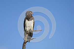 Black-chested Snake Eagle photo