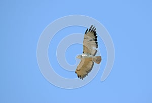 Black-chested snake eagle in flight in Kruger National Park