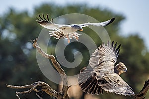 Black-chested Snake-Eagle in Kgalagadi transfrontier park, South Africa