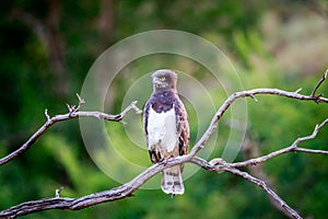 Black-chested snake eagle sitting on a branch. photo