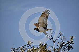 Black-chested Snake Eagle from South Africa