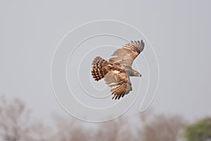 Black-chested Snake-Eagle photo