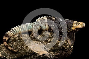 Black-chested Spiny-tailed Iguana Ctenosaura melanosterna photo