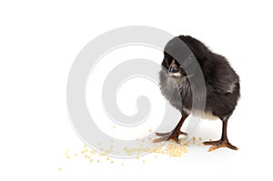 Black chick is isolated on black background