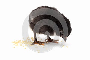 Black chick. Right view.