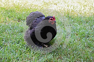 Black chick taking a walk