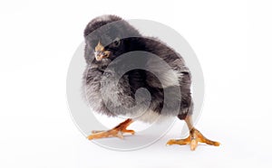 Black chick on a white background, standing