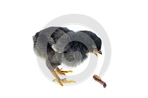 Black chicken and earthworm