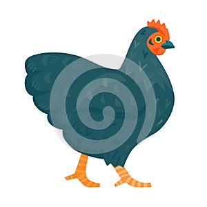 Black chicken funny vector illustration