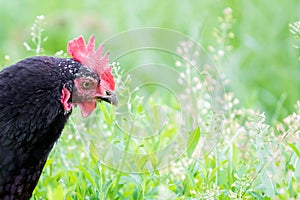 Black chicken in a garden of a farm on a background of green grass. Copy of space_