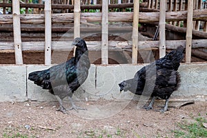Black chicken hen that has feathers all along its talons