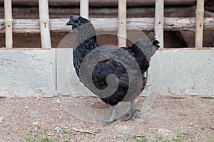 Negro gallinas tiene plumas todo a lo largo de su garras 