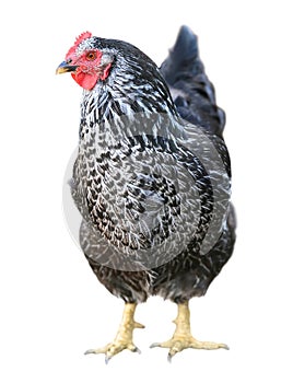 Black chicken hen poultry isolated on white background.