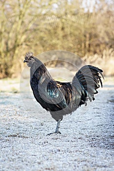 Black chicken from Indonesia - Ayam Cemani.