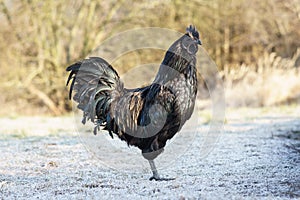 Black chicken from Indonesia - Ayam Cemani.