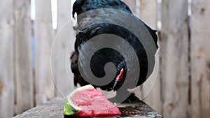 Black chicken pecks watermelon slice on a wooden bench in the open air