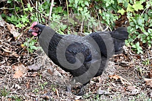 Black Chicken with Red Wattles