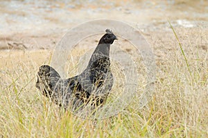 Black chicken or Taihe chicken in field